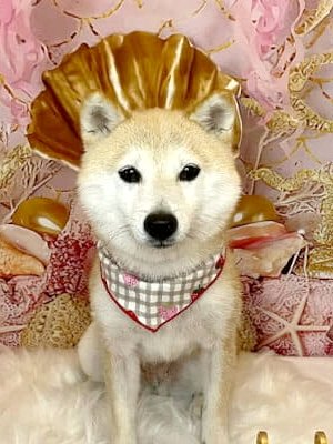 トリミングサロン小春に通う柴犬