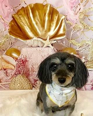 トリミングサロン小春に通う小型犬
