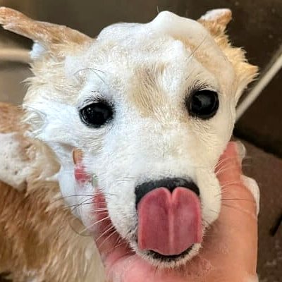 シャンプー中の様子