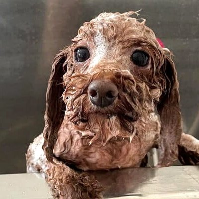 シャンプー中の様子