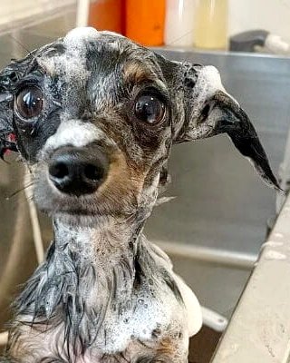 トリミングサロン小春に通う小型犬